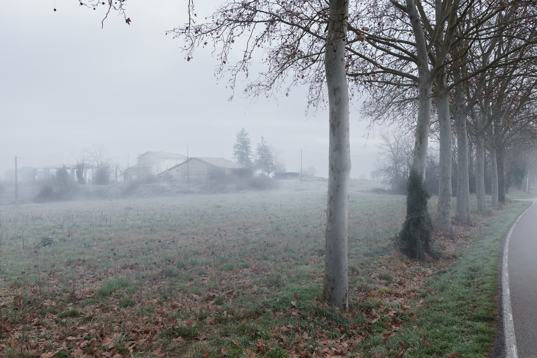 Niebla
